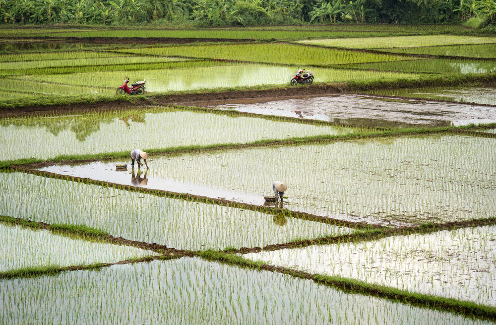 Rice Fields de Burak Senbak
