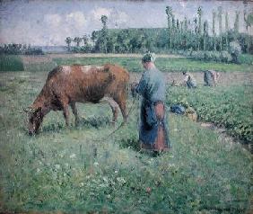 Girl Tending a Cow in Pasture