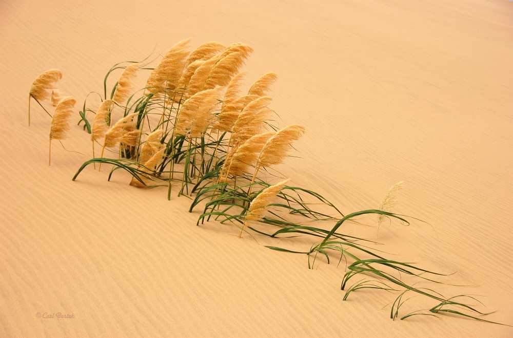 Pampas Grass in Sand Dune de Carl Bostek