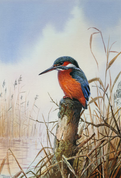 Kingfisher  de Carl  Donner