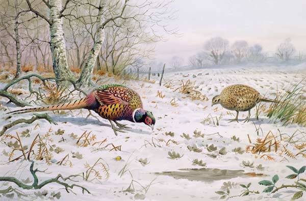 Pheasant and Partridge Eating (w/c on paper)  de Carl  Donner