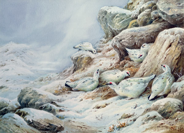 Ptarmigan in snow covered landscape  de Carl  Donner