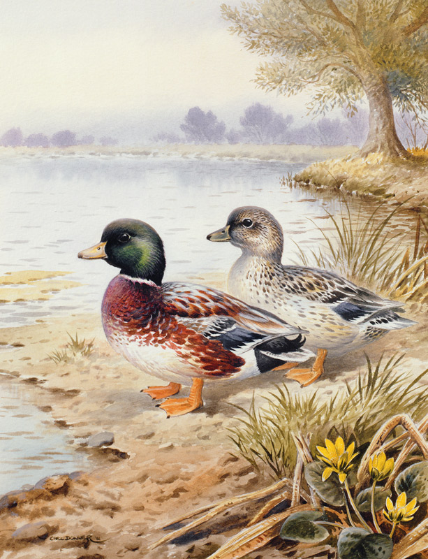 Silver Call Ducks  de Carl  Donner