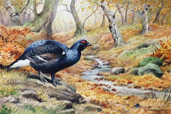 Black Cock Grouse by a stream (w/c)  de Carl  Donner
