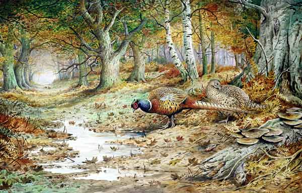 Cock Pheasant and Sulphur Tuft Fungi, (w/c)  de Carl  Donner