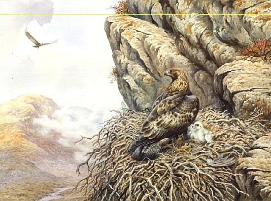 Golden Eagles at Eyrie  de Carl  Donner