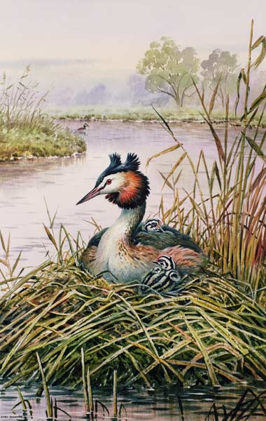 Great-Crested Grebes  de Carl  Donner