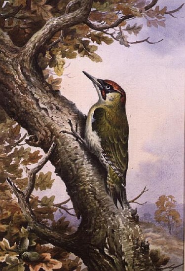 Green Woodpecker (w/c)  de Carl  Donner
