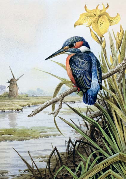 Kingfisher with Flag Iris and Windmill  de Carl  Donner