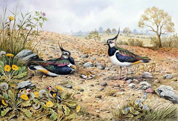 Lapwing Family with Goldfinches  de Carl  Donner