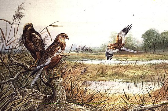 Marsh Harriers (w/c)  de Carl  Donner