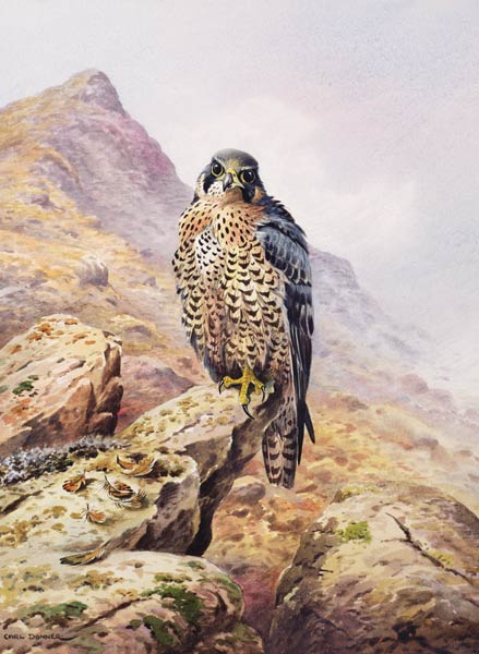 Peregrine Falcon  de Carl  Donner