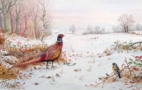 Pheasant and bramblefinch in the snow  de Carl  Donner