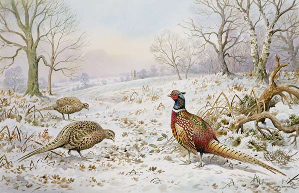 Pheasant and Partridges in a Snowy Landscape  de Carl  Donner