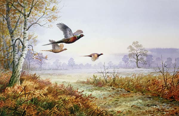 Pheasants in Flight (w/c)  de Carl  Donner