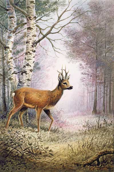 Roe-Deer  de Carl  Donner