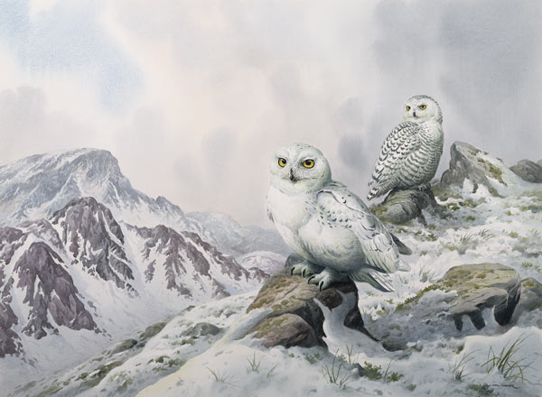 Pair of Snowy Owls in the Snowy Mountains, Australia  de Carl  Donner