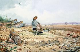 Red-Legged Partridge 
