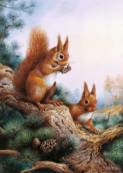 Pair of Red Squirrels on a Scottish Pine 