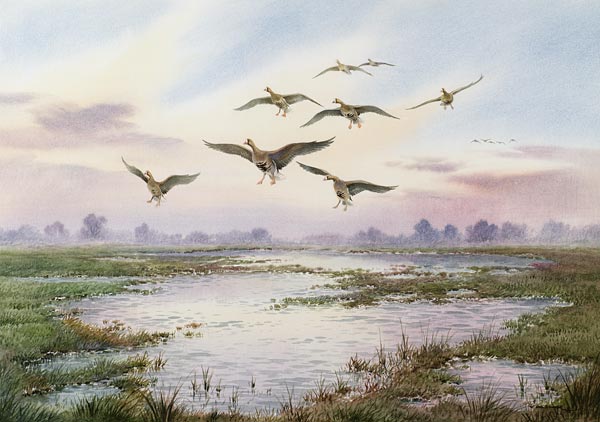 White-Fronted Geese Alighting  de Carl  Donner