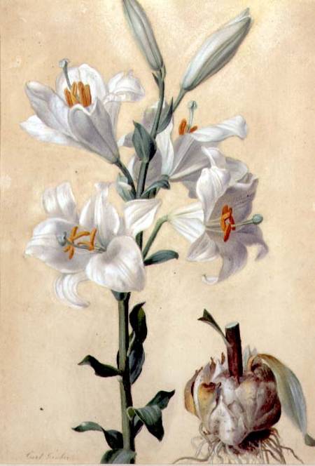 White Lily (Amaryllis Candidum) (gouache) de Carl Franz Gruber