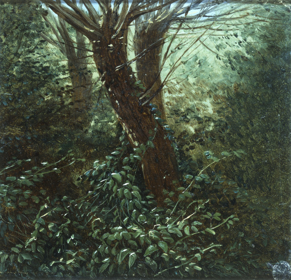 Tree Study with Thicket de Carl Gustav Carus