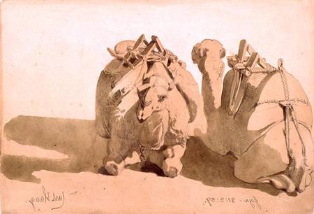 Study of camels de Carl Haag