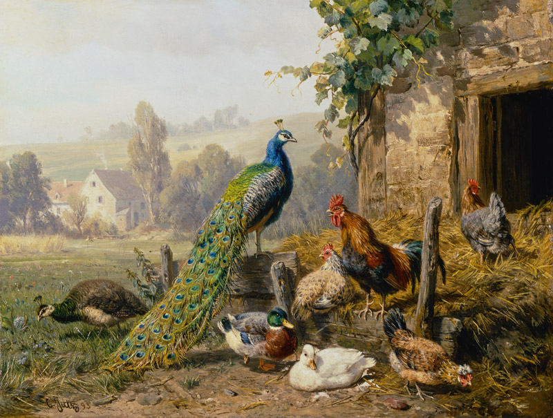 Chicken run with peacock. de Carl Jutz
