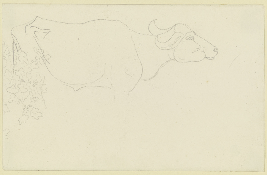 Umrisse eines Wasserbüffels, links Blattwerk de Carl Philipp Fohr
