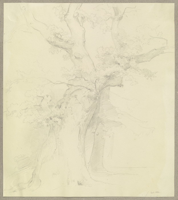 Old tree de Carl Theodor Reiffenstein