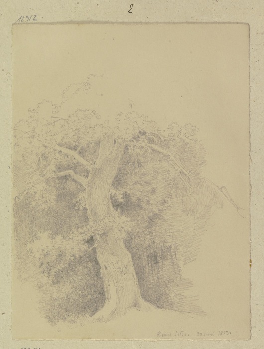 Alter Baum nahe der Kaltwasserheilanstalt Beau Site in Wiesbaden de Carl Theodor Reiffenstein