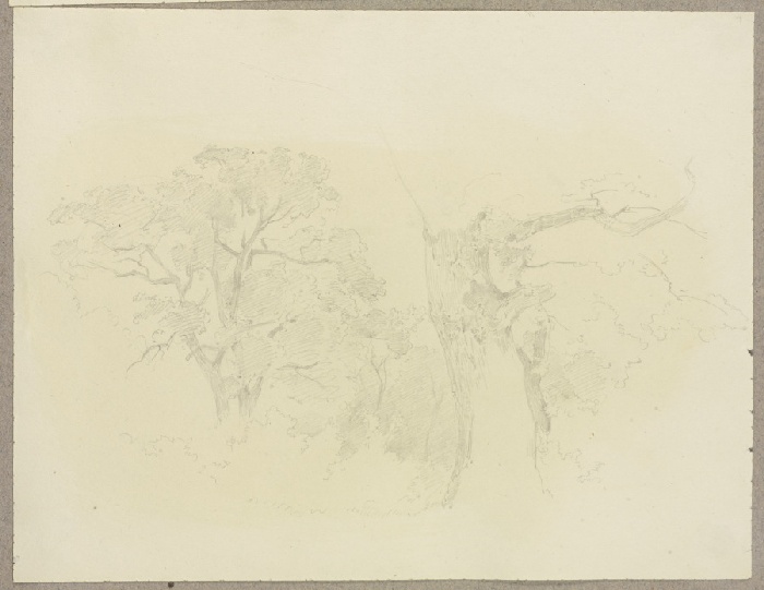 Trees de Carl Theodor Reiffenstein