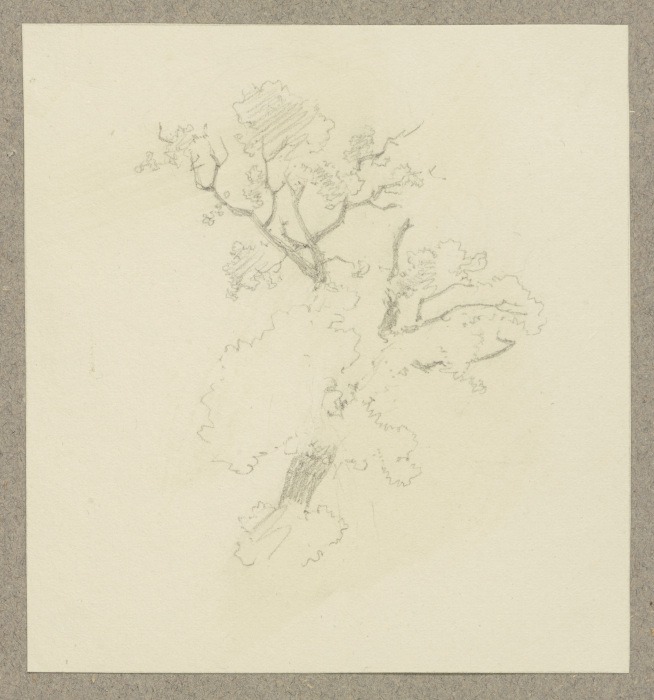 Treetop de Carl Theodor Reiffenstein