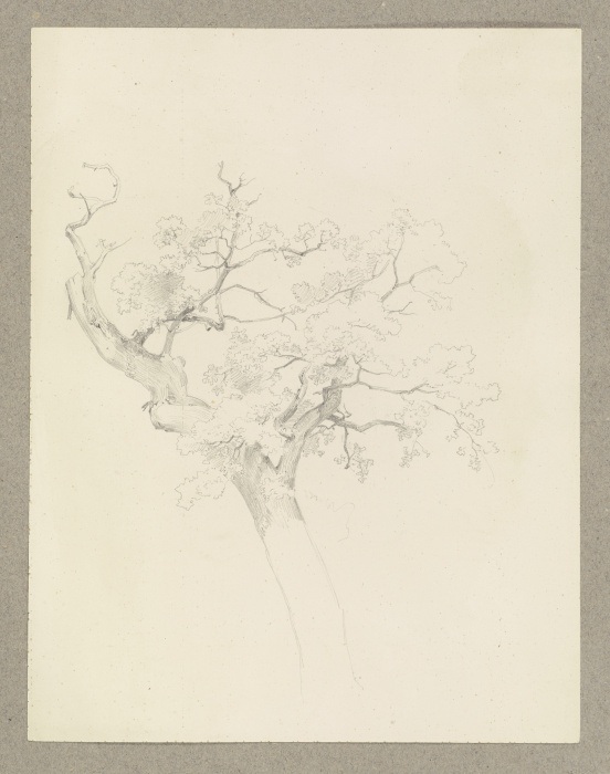 A tree de Carl Theodor Reiffenstein