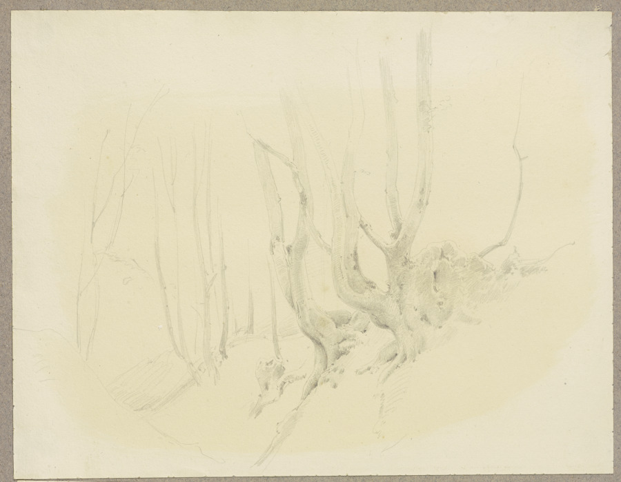 Freiliegendes Wurzelwerk am Hang wachsender Bäume de Carl Theodor Reiffenstein