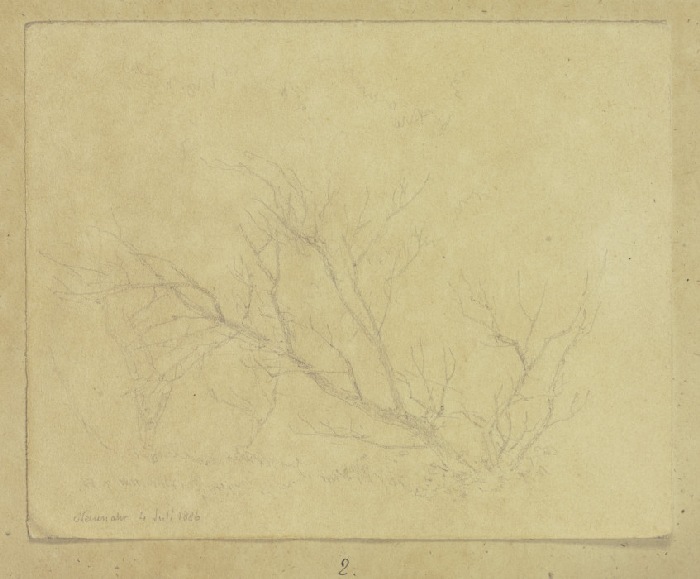 Leafless bush de Carl Theodor Reiffenstein