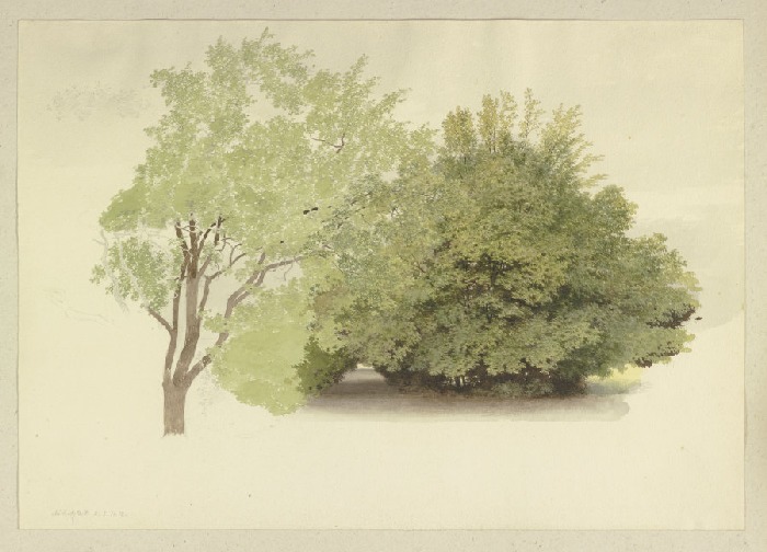 Links ein Baum, rechts hohes Gehölz de Carl Theodor Reiffenstein