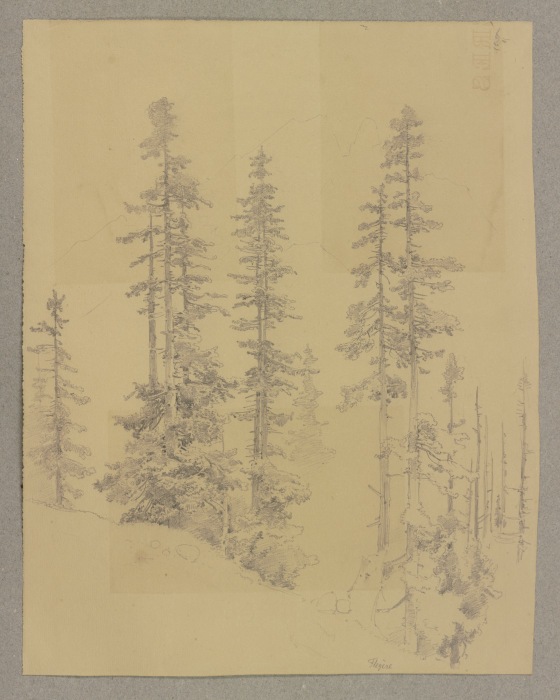 Conifers de Carl Theodor Reiffenstein