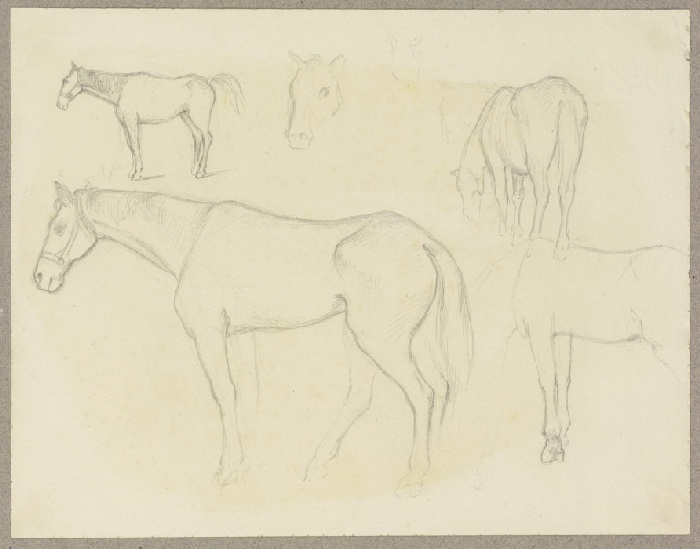 Study sheet: Horses de Carl Theodor Reiffenstein