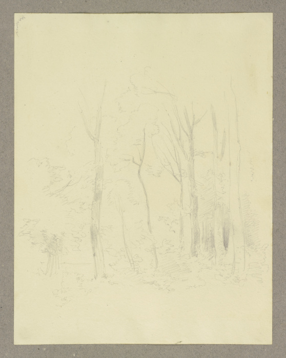 Forest section de Carl Theodor Reiffenstein