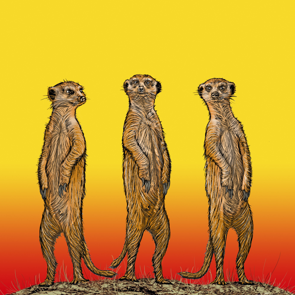 Meerkat Gang at Sunset de Carlo Kaminski