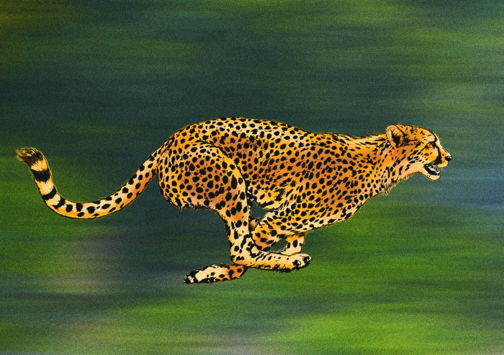 Cheetah Full Sprint de Carlo Kaminski