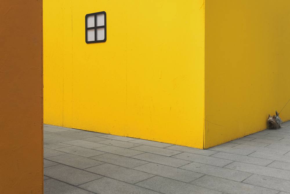 Yellow street dog de Carlo Tonti