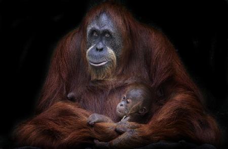 Orangutanes de Sumatra