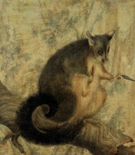 The Possum de Caroline Louisa Atkinson