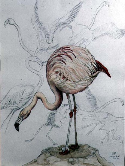 Flamingo (pencil and w/c on paper)  de Carolyn  Hubbard-Ford