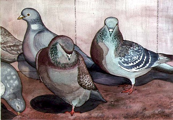 Pigeons (w/c on paper)  de Carolyn  Hubbard-Ford