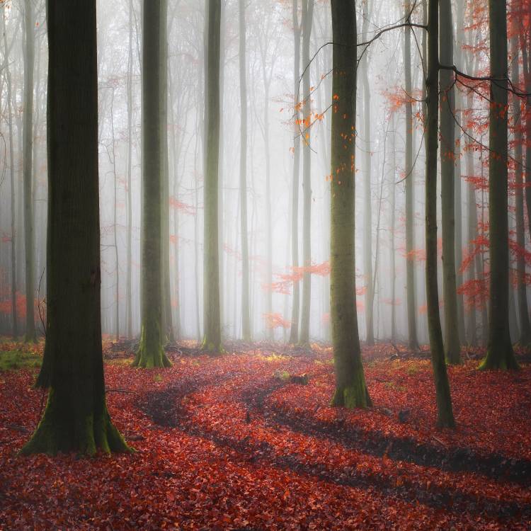 Autumnal Tracks de Carsten Meyerdierks