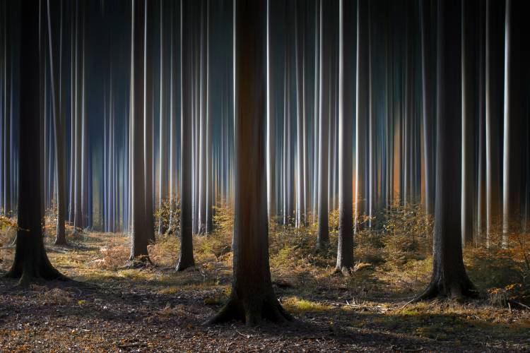 Mystic Wood de Carsten Meyerdierks