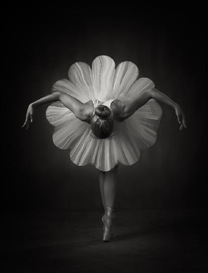Floral Ballet